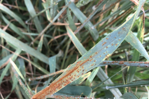 12-roya-del-tallo