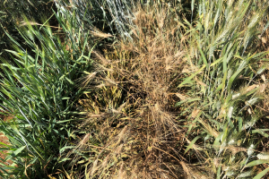 14-Variedad-muy-susceptible-a-roya-del-tallo