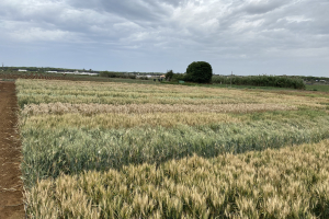 15-Contraestacion-en-Conil