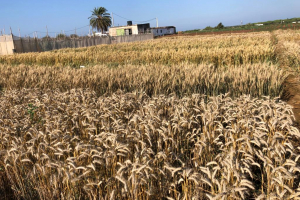 16-Contraestacion-madurando