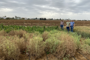 17-Guisantes-en-contraestacion