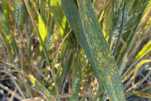 06.-Sintomas-de-Puccinia-tritici-duri