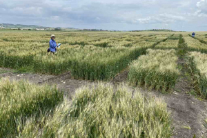 07.-Visita-de-mejoradoras-del-IRTA