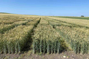 13.-Ensayos-madurando