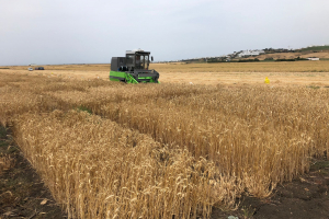 15.-Cosecha-de-ensayos