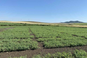 16.-Ensayos-de-garbanzos