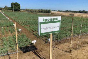 17.-Contraestacion-en-Conil