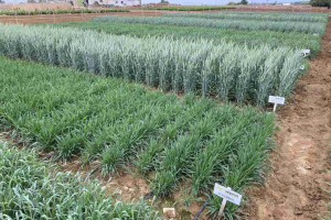 19.-Primeros-espigados-en-verano