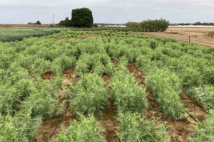 21.-Contraestacion-de-guisante