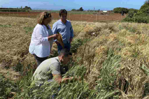 25.-Toma-de-datos-en-diferenciales-de-roya-del-tallo