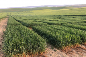 02.-Ensayos-en-marzo