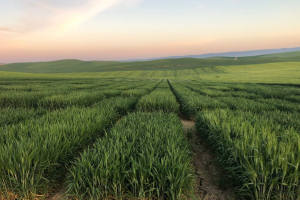 04.-Ensayos-a-finales-de-marzo