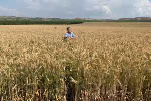 06.-Produccion-de-triticale