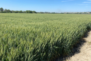 07.-Produccion-de-ROTA-en-finca-Chanciller