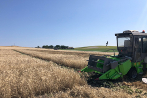 10.-Cosecha-de-ensayos