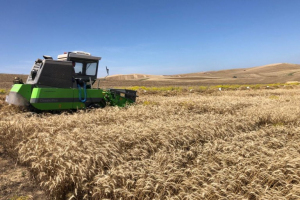 11.-Cosechando-ensayos-de-triticale