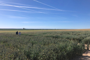 14.-Ensayos-en-marzo