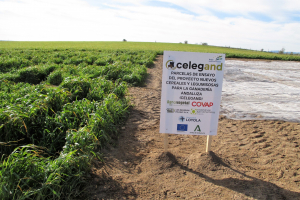 15.-Reunion-Grupo-Operativo-CELEGAND