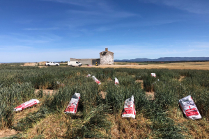 19.-Cosecha-de-ensayo-para-ensilado