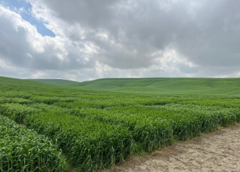 01.-Ensayo-Cordoba-en-marzo