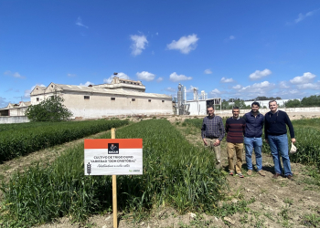 03.-Banda-de-trigo-duro-en-ElCarpio