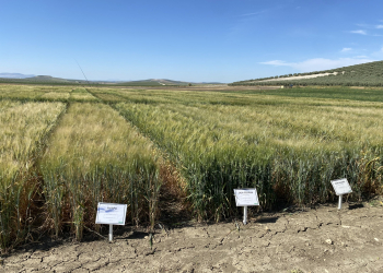 07.-Ensayos-IFAPA-duros