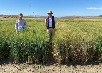 11.-Ensayos-de-trigos-duros