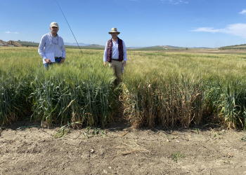 12.-Resistencia-a-Septoria-en-trigo-duro