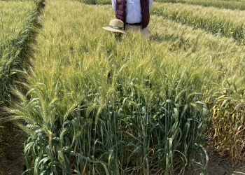 13.-Variedd-resitente-a-enfermedades