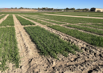 02.-Covap-Pozoblanco-ensayo-nascencia-2