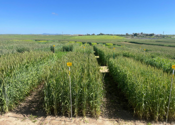 04.-Triticales-en-COVAP