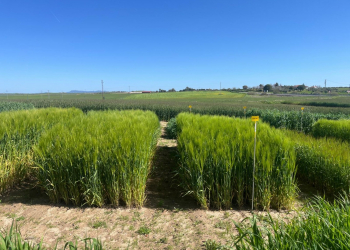 05.-Cebadas-en-COVAP