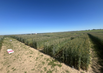 07.-Covap-Pozoblanco-cosecha-ensayo