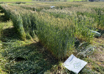 08.-Covap-Pozoblanco-cosecha-1-m2-ensayo