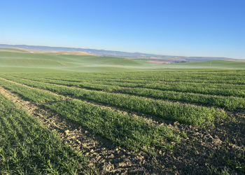 10.-Cordoba-ensayos-nascencia