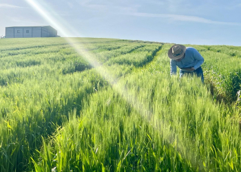 12.-Leyendo-enfermedades-foliares