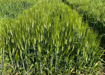 13.-Trigo-duro-en-ensayo-Cordoba