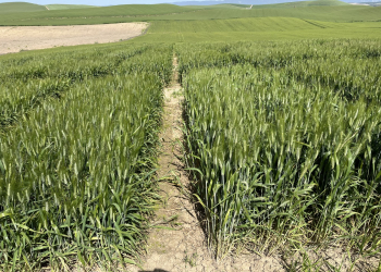 14.-Cordoba-ensayos-espigado