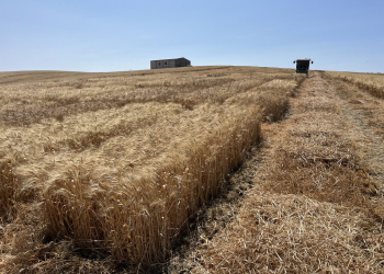 15.-Cordoba-ensayos-cosecha-1