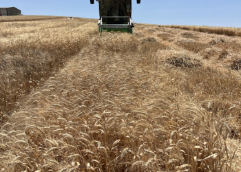 16.-Cordoba-ensayos-cosecha-2