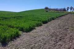 01.-Ensayos-en-la-campiña