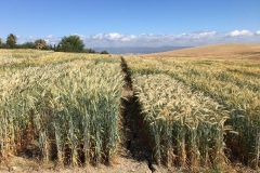 05.-Ensayos-en-campiña-madurando