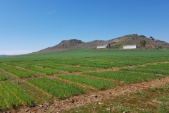 07.-Ensayos-de-triticale-para-COVAP