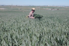 08.-Producción-comercial-de-Bondadoso