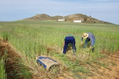 09.-Cosecha-manual-tras-fuerte-sequía