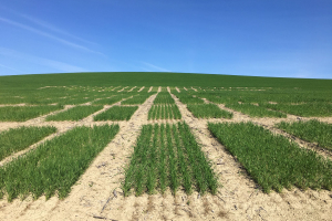 01-Ensayos-en-La-Origuela