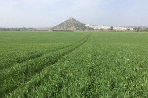 02-Calero-en-Almodovar