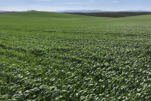 03-Don-Ricardo-en-Casalilla