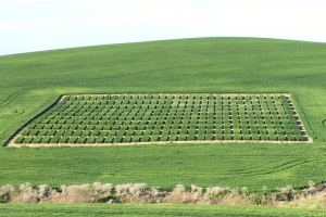 04-Ensayos-en-La-Origuela