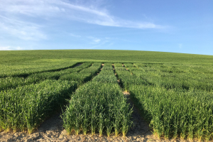 05-Ensayos-en-La-Origuela-abril